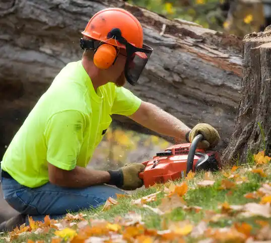 tree services Watterson Park